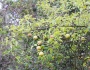 Malus sylvestris image