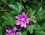 Malva sylvestris image