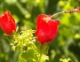 Malvaviscus arboreus image