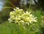 Marah fabacea image
