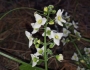 Marah macrocarpa image