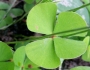 Marsilea macropoda image