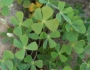 Marsilea vestita image