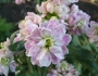 Matthiola incana image