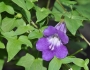 Maurandella antirrhiniflora image