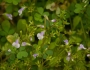 Mazus pumilus image