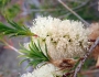 Melaleuca armillaris image