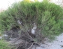 Melaleuca brevifolia image