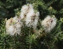 Melaleuca lanceolata image