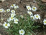 Melampodium leucanthum image