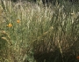Melica californica image
