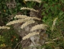 Melica ciliata image