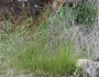 Melica imperfecta image