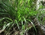 Melica subulata image