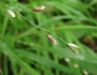 Melica uniflora image