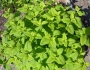 Melissa officinalis image