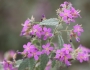 Melochia tomentosa image