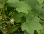 Menispermum canadense image