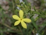 Menodora longiflora image