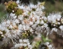Mentha suaveolens image
