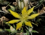 Mentzelia laevicaulis image