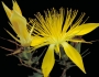 Mentzelia multiflora image