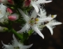Menyanthes trifoliata image