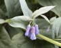 Mertensia ciliata image