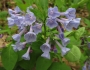 Mertensia virginica image