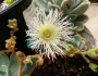 Mesembryanthemum crystallinum image