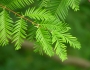 Metasequoia glyptostroboides image