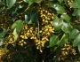 Metopium toxiferum image