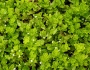 Micromeria douglasii image
