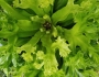 Microsorum punctatum image