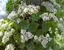 Mikania scandens image