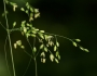 Milium effusum image