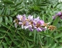 Millettia grandis image