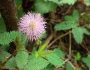 Mimosa pudica image