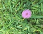 Mimosa strigillosa image