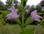 Mimulus alatus image