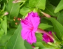 Mirabilis jalapa image