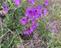 Mirabilis laevis image