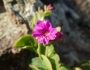 Mirabilis laevis var. crassifolia image