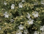 Mirabilis laevis var. villosa image