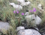 Mirabilis linearis image