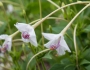 Mirabilis longiflora image