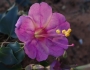 Mirabilis multiflora image