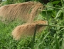 Miscanthus floridulus image