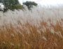 Miscanthus sinensis image