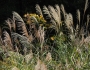 Miscanthus sinensis image